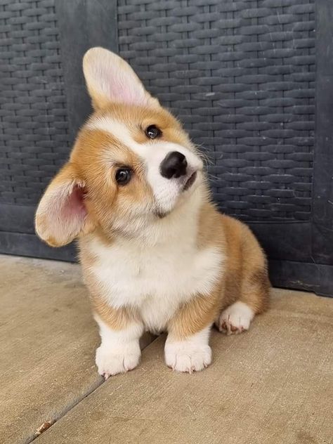 Baby Corgi, Cute Corgi Puppy, Cute Dogs Images, Cute Beagles, Corgi Funny, Cute Dog Photos, Very Cute Dogs, Adorable Puppies, Cute Little Puppies