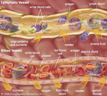 extracellular fluid: lymphatic vessel and blood vessel Body Cavities, Med Notes, Extracellular Fluid, Brain And Spinal Cord, Nursing School Essential, Medical Student Motivation, Human Body Anatomy, Biology Lessons, Medical School Studying