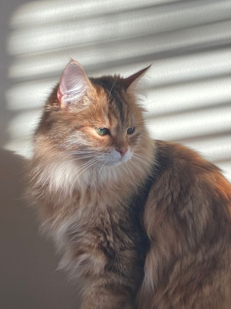 Cat, cute cat, siberian cat, chat sibérien, chat orange, chat tigré, chaton mignon, kitten Ginger Siberian Cat, Siberian Cat, Lots Of Cats, Big Animals, Pets 3, Small Cat, Ginger Cats, Pretty Cats, Crazy Cat Lady