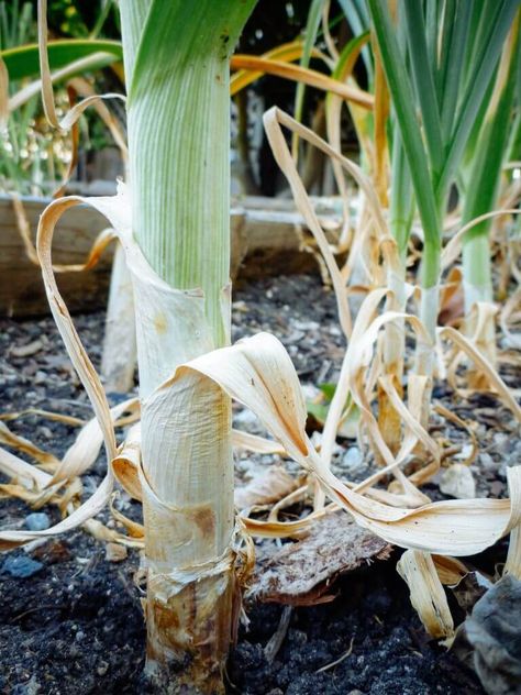 Planting For Beginners, When To Harvest Garlic, Garlic Planting, Harvest Garlic, Garlic Garden, Garlic Flower, Harvesting Garlic, Planting Garlic, Garlic Scapes