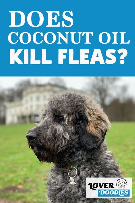 Kill Fleas On Dogs, Homemade Flea Spray, Flea Spray For Dogs, Flea Shampoo For Dogs, Dog Flea Remedies, Coconut Oil For Fleas, Get Rid Of Fleas, Killing Fleas, Flea Remedies