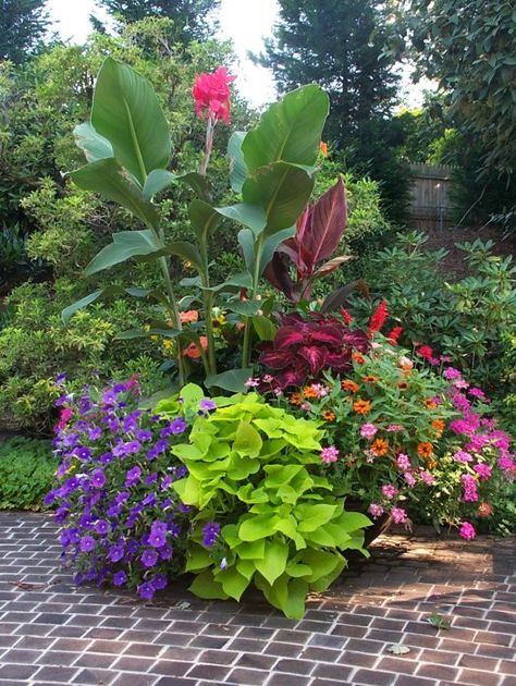 Canna Lily, Container Garden Design, Garden Diary, Garden Containers, Container Flowers, Garden Cottage, Tropical Garden, Decorations Ideas, Container Plants