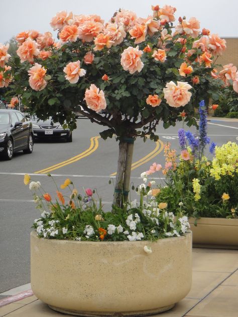 tree rose | Beautiful tree rose at Stanford Mall in Palo Alto. My guess is "Just ... Rose Bonsai, Container Roses, Rose Garden Landscape, Rosen Beet, Tree Rose, Rose Garden Design, Rose Beautiful, Rose Tree, Rose Belle