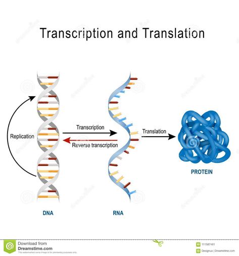 Illustration about DNA Replication, Protein synthesis, Transcription and translation. Biological functions of DNA. Genes and genomes. Genetic code. Illustration of infographic, microbiology, design - 111587481 Rna Transcription, Molecular Basis Of Inheritance, Drawing Biology, Biology Assignment, Dna Transcription, Genetics Activities, Dna Activities, Dna And Genes, Microbiology Study