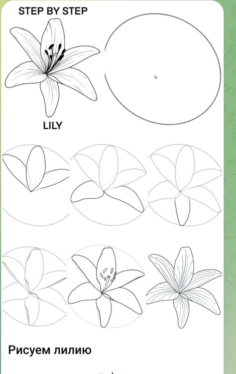 How To Draw A Tiger Lily, How To Draw A Tiger Lily Step By Step, Flowers Drawing Easy Step By Step, Water Lily Drawing Step By Step, How To Draw Flower Petals, Tropical Flowers Drawing Step By Step, How To Draw A Lily Flower Step By Step, Flower Sketches Simple Step By Step, How To Draw Tropical Flowers