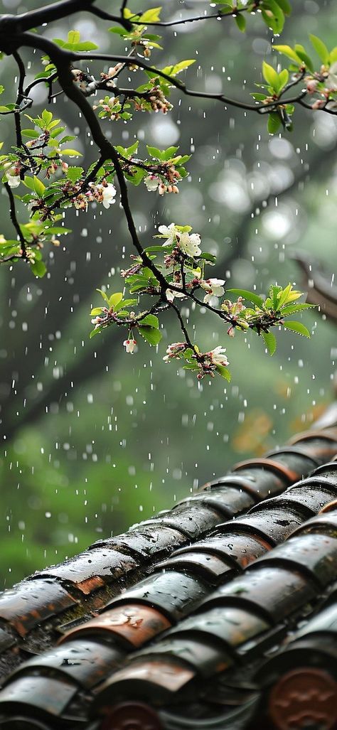 Rainy Day Wallpaper, Rainy Wallpaper, Cozy Rainy Day, Creative Backdrops, 4k Images, Rain Wallpapers, Iphone Wallpaper Classy, Cool Pictures For Wallpaper, Hd Nature Wallpapers