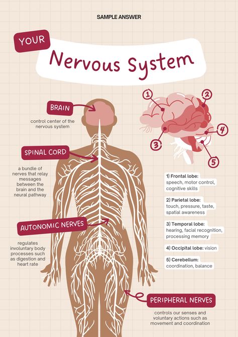 #healtheducation#health#nervousystem#partofnervousystem Emt Notes, Teas 7, Hesi A2, Nervous System Anatomy, Nurse Study, Basic Anatomy, Nursing School Motivation, Medical School Life, Basic Anatomy And Physiology