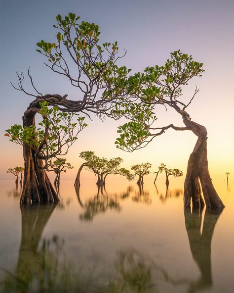 Winner Of Mangroves And Landscape: Walakiri Dancing Trees - Loïc Dupuis, Indonesia Sumba Indonesia, Sumba Island, Mangrove Swamp, Mangrove Forest, Marine Ecosystem, High Priestess, Photo Awards, Close Up Portraits, Wildlife Sanctuary