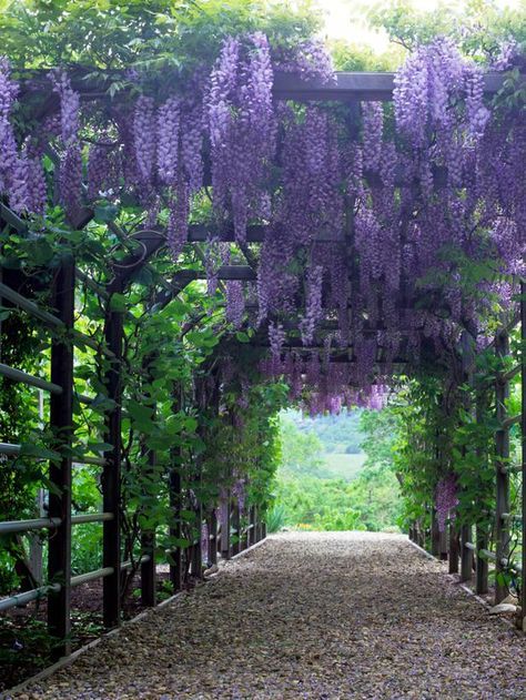 15 Climbing Vines for Lattice, Trellis or Pergola : Outdoors : Home & Garden Television Wisteria Arbor, Pergola Pictures, Flowers Hanging, Garden Vines, Backyard Pergola, Have Inspiration, The Secret Garden, Pergola Plans, Pergola Patio