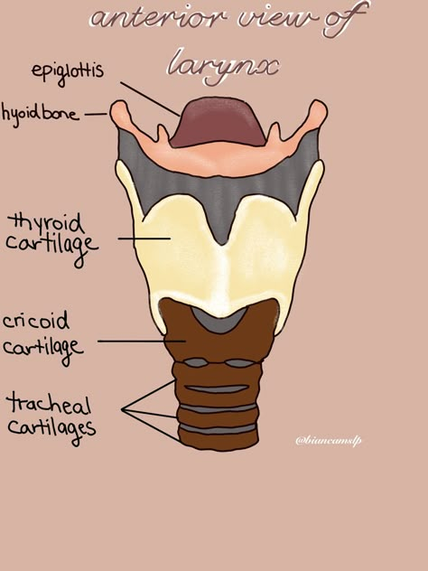 Throat Anatomy Drawing, Speech Pathology Anatomy, Larynx Anatomy Drawing, Larynx Drawing, Larynx Anatomy, Pathology Notes, Speech Language Pathology Grad School, Throat Anatomy, Translation Quotes