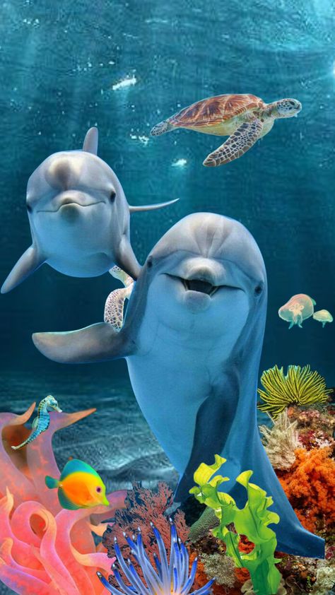 #myfirstshuffle Dolphin Images, Dolphin Photos, Dolphin Tale, Clearwater Marine Aquarium, Dolphin Lover, Dolphin Art, Bottlenose Dolphin, Animals Amazing, Marine Aquarium