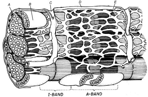 Muscles are composed of fibers, this coloring exercise asks you to identify the individual parts of the sarcomere. Skeletal System Anatomy Drawing, Anatomy And Physiology Coloring Pages, Health Science Projects, The Skeletal System Anatomy, Skeleton Diagram Anatomy, Skeletal System Anatomy Worksheet, Biology Corner, Human Muscular System, Biology Worksheet