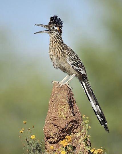 Greater Roadrunner (Geococcyx californianus) Southwest United States Roadrunner Art, Road Runner Bird, Arizona Birds, Greater Roadrunner, Desert Animals, Desert Art, Nature Birds, Bird Pictures, Exotic Birds