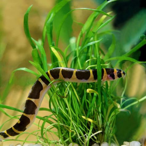 Top 10 Loaches for Freshwater Tanks That You Have to Try – Aquarium Co-Op Kuhli Loach Fish, Kuhli Loach Aquarium, Loach Fish, Kuhli Loach, Betta Fish Tank Mates, Betta Tank Mates, Tank Terrarium, Fish Tank Terrarium, Tropical Fish Tanks