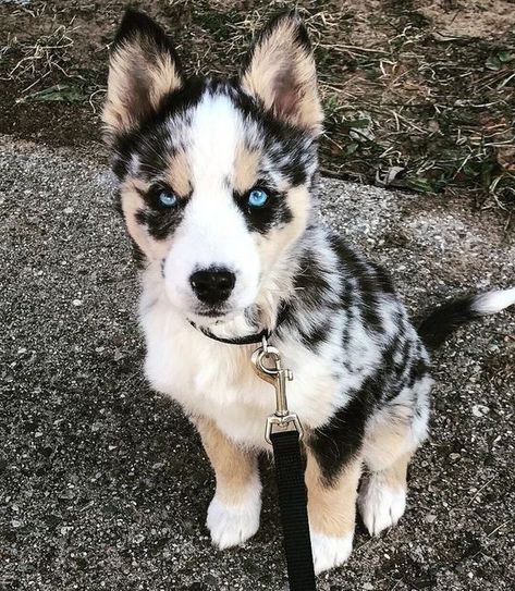 Siberian Husky Mixes: 20 Different Husky Crossbreeds (With Pictures) | Page 2 of 6 | PetPress Beautiful Dogs Breeds Unique, Unique Puppies, Caine Husky, Australian Cattle Dog Mix, Shepherd Dog Breeds, Australian Shepherd Dogs, Brain Games, Cute Dogs And Puppies, Italian Greyhound