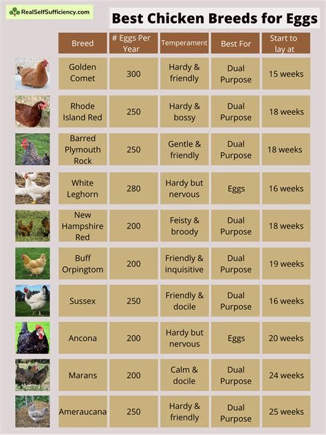 Types Of Chickens Breeds Chart, Show Chickens Breeds, Leg Horn Chicken, Chicken Egg Chart, Chicken Hatchery Ideas, Chicken Types And Eggs, Having Chickens For Beginners, Benefits Of Having Chickens, Types Of Chickens And Their Eggs