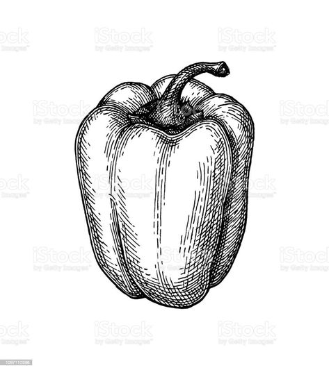 Bell Pepper Sketch, Bell Pepper Tattoo, Veggie Drawings, Anthony Tattoo, Pepper Tattoo, Biblical Tattoos, Pepper Plants, Cross Hatching, Baby Tattoos