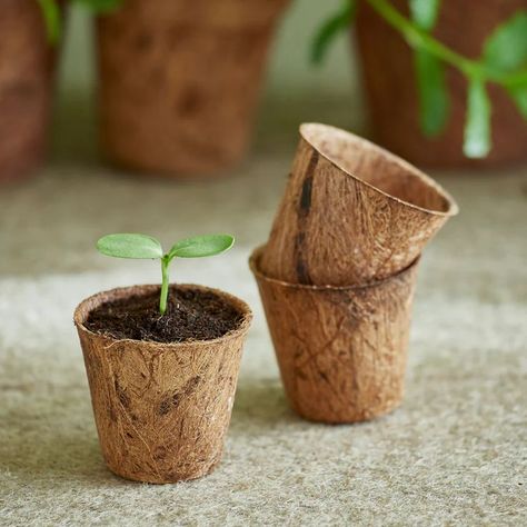 Bamboo Bonsai, Pot Shapes, Peat Pots, Bamboo In Pots, Plant Types, Coco Coir, Seedling Pots, Egg Carton Crafts, Orchid Color