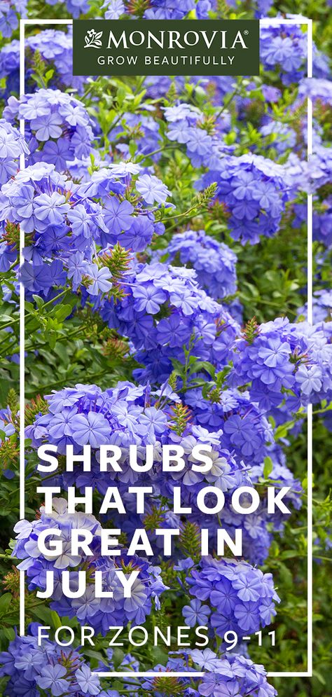 Sit, relax, and enjoy the garden. July is when all of your work last fall and this spring is right there in plain view for you to admire.  Here are shrubs that look great this month for zone 9 - 11. Plants For 9b Zone, Zone 10 Perennials, Shade Plants For Zone 9, Zone 9 Landscaping Arizona, Zone 9 Front Yard Landscaping, Zone 8 And 9 Landscaping, Zone 9 Perennials Garden Ideas, Zone 11 Plants, Front Yard Landscaping Ideas For Zone 9