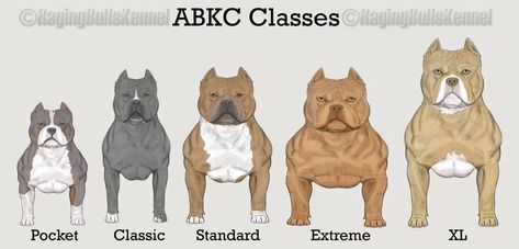 WHAT IS A POCKET SIZE AMERICAN BULLY? MICRO VS POCKET, STANDARD, XL & THE EXOTIC BULLY | Venomline Pocket Bully Puppies, American Bully Kennels, American Bully Pocket, Bully Puppies, Bully Pitbull, Pocket Bully, American Bullies, Bully Dogs, Bully Breeds Dogs