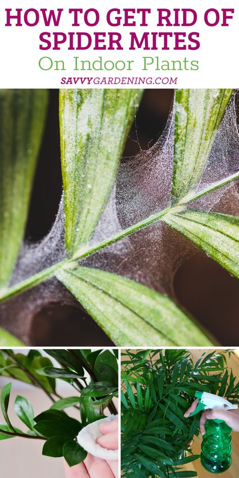 Spider Mites On Plants Houseplant, How To Get Rid Of Spider Mites On Plants, Spider Mites How To Get Rid Of, Spider Mites On Plants, Grow Food Inside, Indoor Plants For Low Light, Houseplant Pests, Plants For Low Light, How To Grow Microgreens