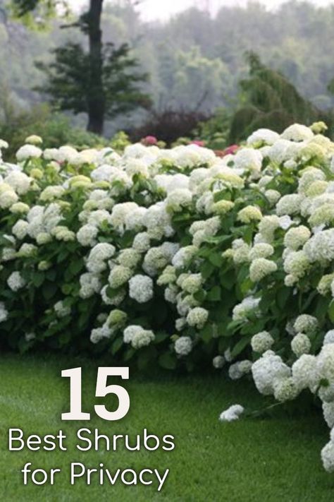 Design your garden for privacy using shrubs as hedging or screening. #gardening #hydrangeas #privacy #hedges Gardening For Privacy, English Garden Hedges, Hydrangea Border Hedges, Privacy Shrubs Front Yard, Trees And Shrubs For Privacy, Front Privacy Landscaping, Front Lawn Hedge Ideas, Flowering Hedges Privacy Screens, Privacy Bushes Around Patio