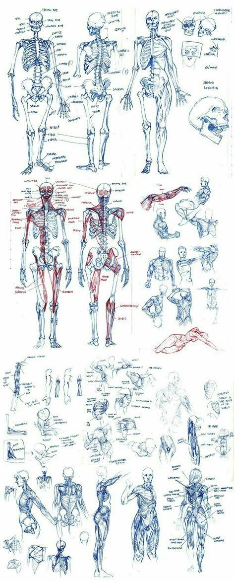 Skeleton Anatomy, Male Figure Drawing, Drawing Anatomy, Human Anatomy Drawing, Some Drawings, Human Figure Drawing, Human Anatomy Art, Anatomy Sketches, Anatomy References