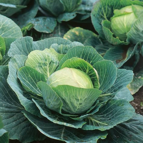 How to Plant, Grow, Harvest and Cabbage Cabbage Picture, Cabbage Images, Vegetables Image, Cabbage Photo, Cabbage Growing, Cabbage Garden, Cabbage Vegetable, Impatiens Plant, Grape Vine Plant