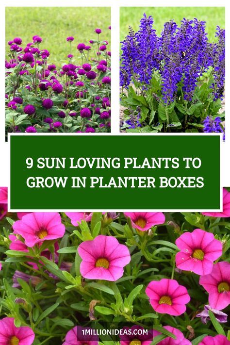 Although you have the beautiful spot for planter boxes, it’s in full sun, which makes your plants would be wilted due to… Flower Box Planting Ideas, Window Box Plants Full Sun, Flowers For Deck Railing Planters, Full Sun Patio Planter Ideas, Window Box Full Sun, Full Sun Porch Planter Ideas, What To Plant In Planter Boxes, Planter Box Plants Outdoor, Flowers For Window Boxes Full Sun