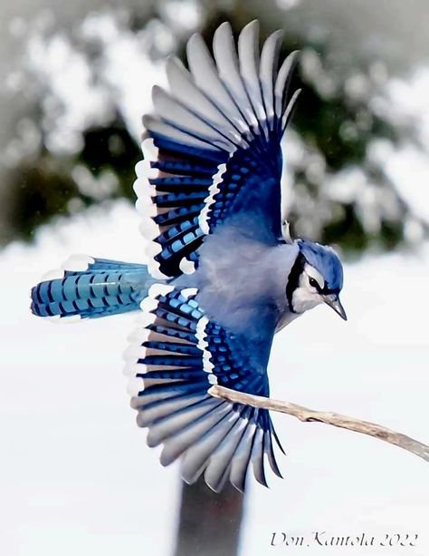 Bluejay Aesthetic, Blue Birds Aesthetic, Animal Poses, Blue Animals, Wild Animals Photography, Blue Jay Bird, Bird In Flight, Jay Bird, Kestrel