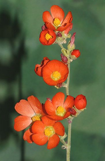 Desert  or Apricot Globemallow - Malvaceae (Mallow Family)  Sphaeralcea ambigua ssp. ambigua Globe Mallow Flower, Globemallow Tattoo, Desert Flowers Tattoo, Prehistoric Flowers, Desert Mallow, Utah Flowers, Utah Plants, Globe Mallow, Orange Wildflowers