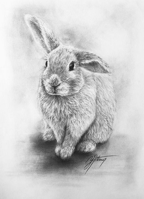 Portfolio Drawings, Art Rabbit, Charcoal Drawings, Charcoal Drawing, The Notebook, Realistic Drawings, Black And White Design, White Design, Rabbits