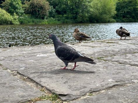 What Smell Do Pigeons Hate? (Easy Ways To Repel Pigeons) Get Rid Of Pigeons, Pigeon Repellent, Pigeon Deterrent, Pigeon Nest, Cinnamon Smell, Bird Repellents, Natural Juices, Pigeon, Beautiful Creatures