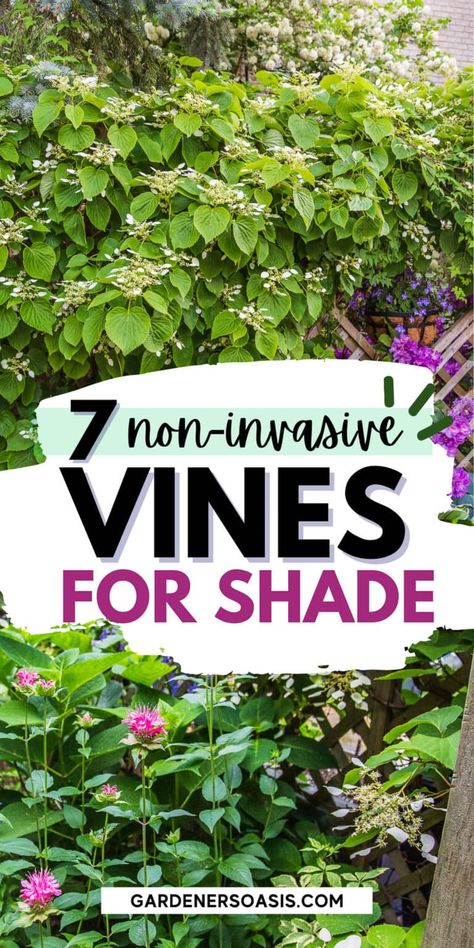 GREAT list of perennial flowering vines that thrive in the shade. When I needed to hide my neighbor's shed from view in my shady backyard garden landscaping, I had a tough time finding vines that were non-invasive and looked good. This list of perennial shade vines has some really pretty plants that won't take over your yard. Climbing Shade Plants, Shade Vines, Vines For Shade, Shade Trellis, Shady Backyard, Perennial Flowering Vines, Plants That Love Shade, Climbing Plants Trellis, Fast Growing Vines