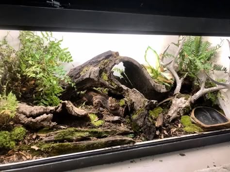 Your Guide to Ball Python Terrarium Decorations | ReptiFiles Bioactive Reptile Terrarium, Ball Python Tank Set Up, Snake Habitat Ideas Terrarium Diy, Ball Python Tank Ideas, Ball Python Terrarium Ideas, Snake Terrarium Ideas Ball Python, Ball Python Terrarium, Python Terrarium, Terrarium Furniture