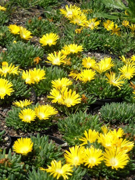 Delosperma congestum (Gold Nugget Ice Plant)  #delosperma #succulentopedia #succulents #CactiAndSucculents #succulent #SucculentPlant #SucculentPlants #SucculentCollection #SucculentGarden #DesertPlants #BloomingSucculent #SucculentFlower #SucculentFlowers Delosperma Plant, Garden Island Ideas, Blooming Succulents, Nugget Ice, Rock Plants, Garden Island, Tattoo Garden, Garden Nails, Garden Tattoo