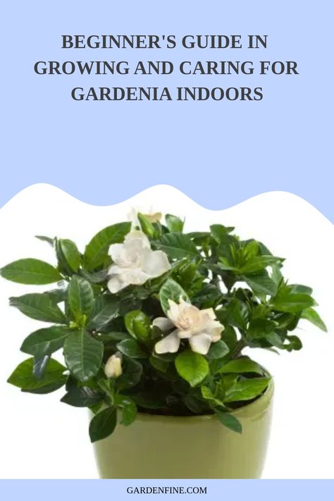 Indoor Gardenia Plant, Gardenia Plant Indoor, Gardina Flowers, Gardenia Indoor, Gardenia Care, Gardenia Trees, Growing Gardenias, Gardenia Bush, Gardenia Plant