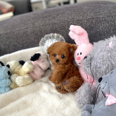 Teacup Poodle Full Grown, Female Poodle, Teacup Poodles For Sale, Teddy Bear Poodle, Teacup Poodle Puppies, Teacup Poodle, Teddy Bear Puppies, Cute Fluffy Dogs, Poodle Puppies For Sale