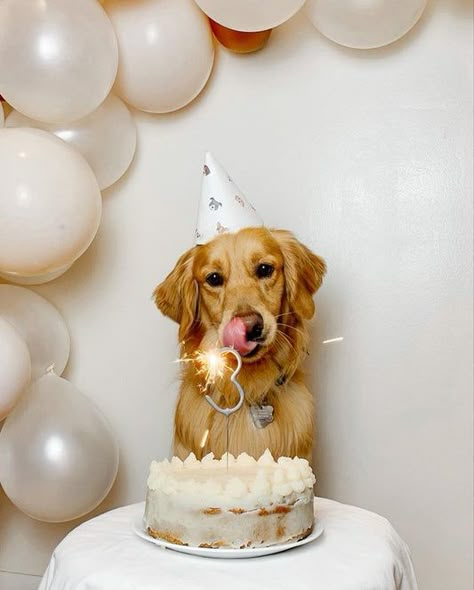 Meaty Bubbles Dog Birthday Party Photo Shoot, Dog Birthday Photoshoot, Dog Birthday Pictures, Golden Retriever Birthday, Dog First Birthday, Animal Photoshoot, Happy Birthday Dog, Dog Photoshoot, Puppy Birthday