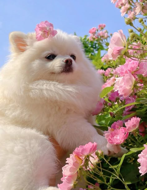 Korean Dog Aesthetic, Korean Pomeranian, White Pomeranian Aesthetic, Pomeranian Puppy Aesthetic, Aesthetic Pomeranian, Pomeranian Aesthetic, Korean Dogs, Puppies Aesthetic, Very Cute Puppies