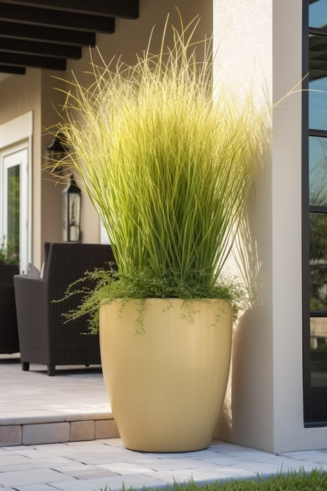 9 Reasons Why Everyone Should Have Lemongrass In Big Pots On Their Patio! - Mental Scoop Lemongrass In Pots Patio, Lemongrass Planters, Big Pots For Plants Ideas, Grasses For Pots, Plants Ideas Indoor, Grow Lemongrass, Lemongrass Plant, Big Pots, Big Planters