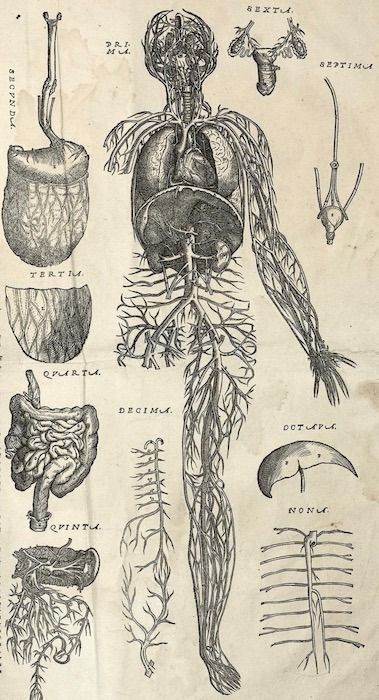 Andreas Vesalius, Stary Papier, Medical Drawings, Old Medicine, Human Anatomy Art, Anatomy Sketches, Medical Anatomy, Body Features, Vintage Medical