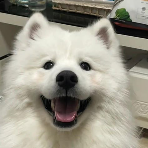 Samoyed Dogs Cute, Dog Pfp, Cute Samoyed, Chinese Dog, Samoyed Puppy, Super Cute Dogs, Samoyed Dog, Very Cute Puppies, Fluffy Puppies