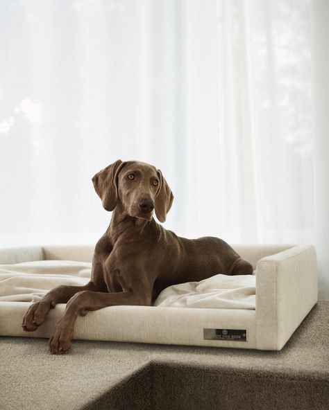 Luxury Pet Beds, Trendy Water Bottles, Puppy Mom, Weimaraner Dogs, Dog Photoshoot, Cool Dog Beds, Luxury Pet, Dog Items, Luxury Dog