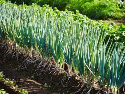 How To Plant Scallions, How To Grow Scallions, Growing Scallions, Butterfly Flower Garden, Garden Prep, Garden Prepping, Spring Crops, Plot Of Land, Garden Plots