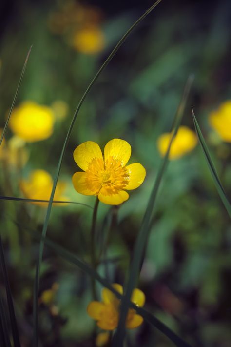 Free Yellow Image on Unsplash Flower Hd, London Tattoo, Flowers Photo, Carnation Flower, Flower Plants, God Says, Live Forever, Yellow Flower, Water Lilies