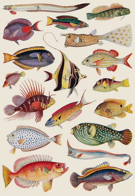 Vintage Tropical, Fish Illustration, Scientific Illustration, Colorful Fish, Fish Art, Tropical Fish, Art Journals, الرسومات اللطيفة, Aesthetic Art