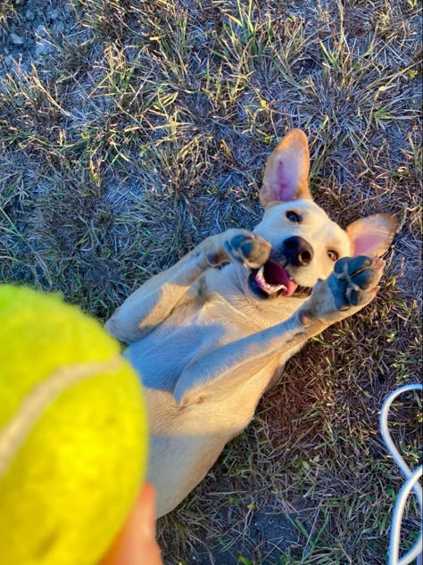 Dog Playing Aesthetic, Dog Playing With Toy, Dog Care Aesthetic, Shuffles By Pinterest, Playing With Dog, September Mood, Puppy Playing, Vision Boarding, Outside Dogs