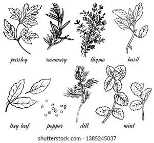 Herb Drawings Botanical Illustration, How To Draw Herbs, Herb Sketches, Spices Illustration, Herb Drawings, Dnd Character Aesthetic, Herbs Packaging, Herb Signs, Herb Tattoo