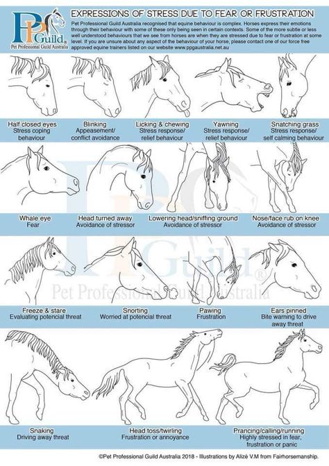 Horses Barn Organization, Horse Journal, Horse Training Exercises, Horse Behavior, Amazing Horses, Horse Lessons, Horse Coat Colors, Horse Information, Horse Knowledge